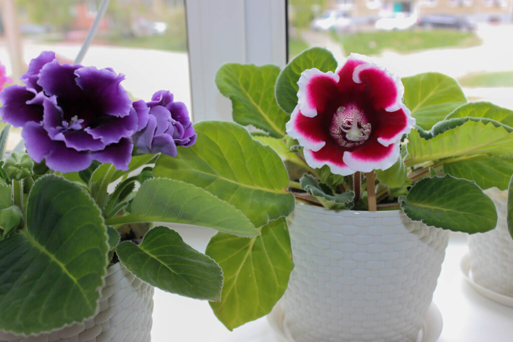 Blooming gloxinia on the window.