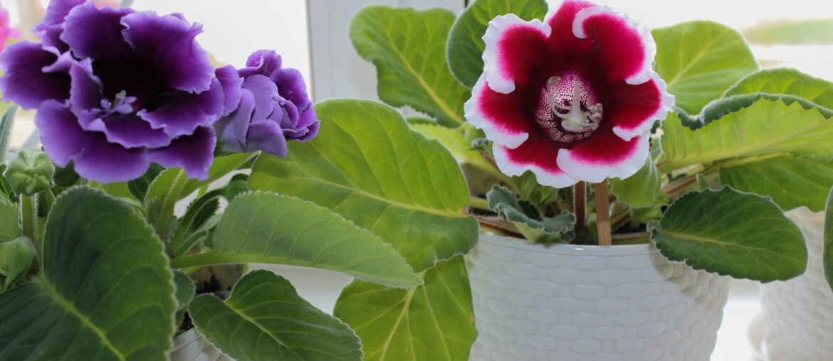 Blooming gloxinia on the window.