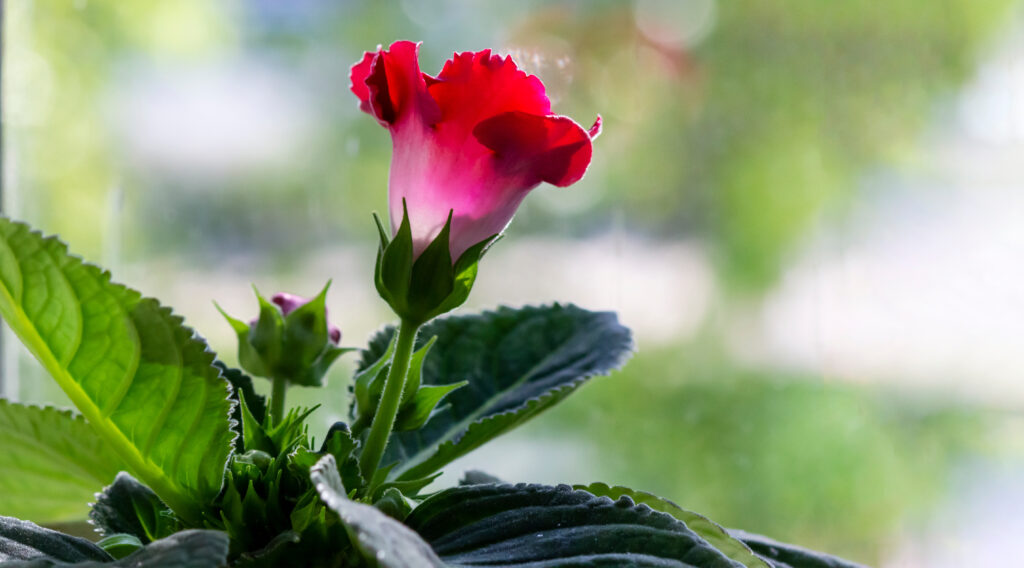 Gloxinia plant with red flowers in a flower pot on a windowsill with bokeh in the background