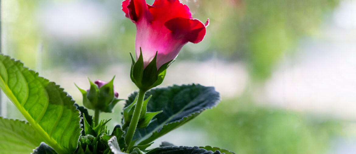 Gloxinia plant with red flowers in a flower pot on a windowsill with bokeh in the background