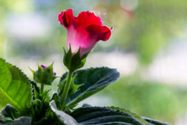 Gloxinia plant with red flowers in a flower pot on a windowsill with bokeh in the background