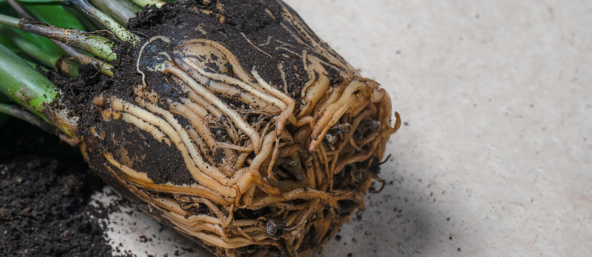 Transplanting home plant Zamioculcas, open flower roots