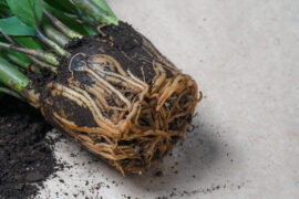 Transplanting home plant Zamioculcas, open flower roots