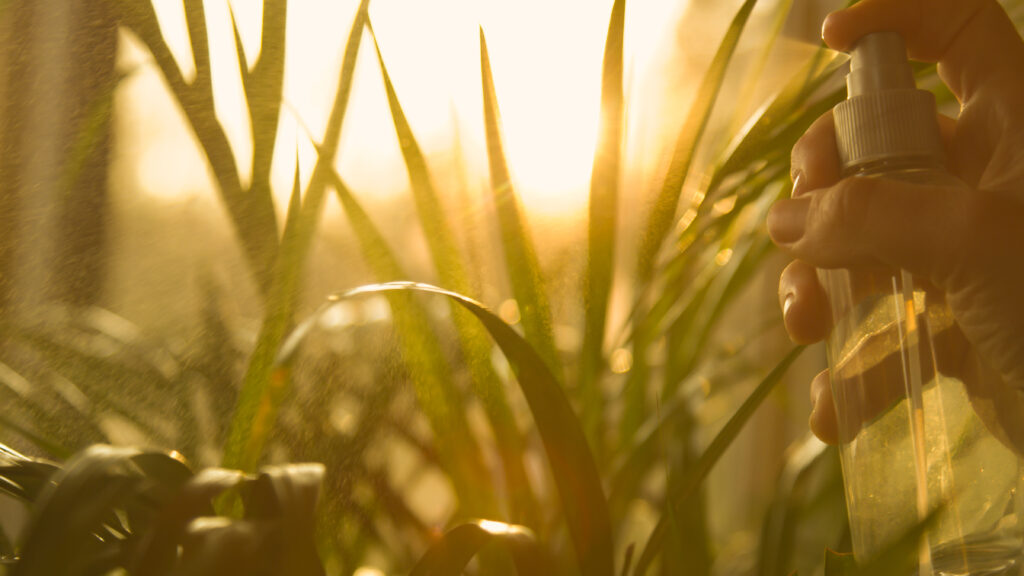 CLOSE UP Gentle spraying of lush green areca palm leaves in golden morning light