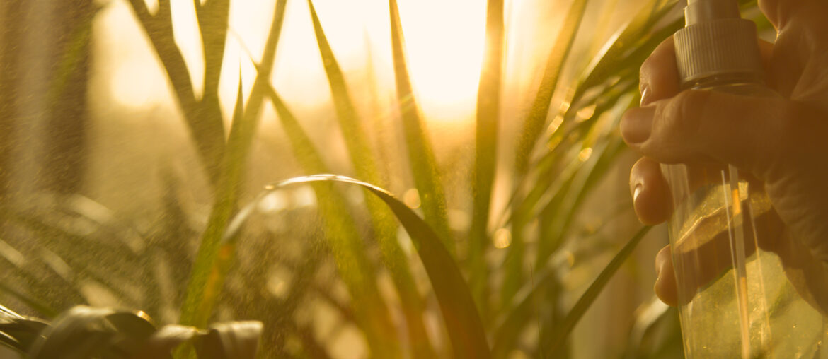 CLOSE UP Gentle spraying of lush green areca palm leaves in golden morning light