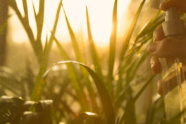 CLOSE UP Gentle spraying of lush green areca palm leaves in golden morning light