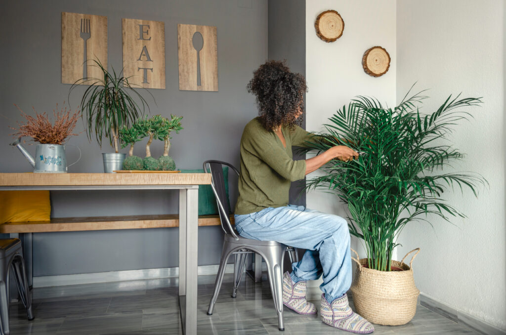 Black woman caring and cutting brown leaves of a Dypsis lutescens, commonly called bamboo palm, butterfly palm or areca palm.