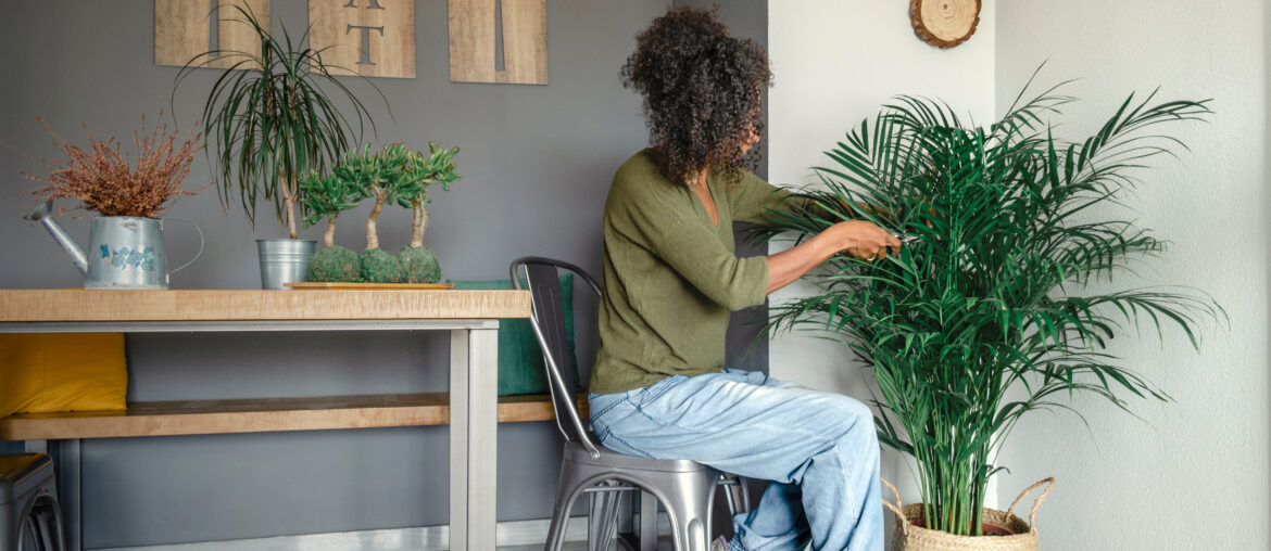 Black woman caring and cutting brown leaves of a Dypsis lutescens, commonly called bamboo palm, butterfly palm or areca palm.