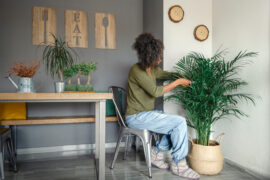 Black woman caring and cutting brown leaves of a Dypsis lutescens, commonly called bamboo palm, butterfly palm or areca palm.