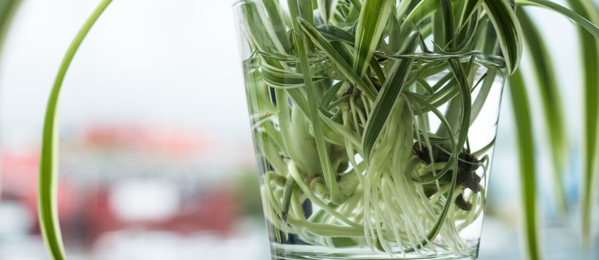 Green houseplant growing roots in water glass. Spider plant (Chlorophytum comosus) also called  ribbon plant, airplane plant. Water propagation for indoor plants.