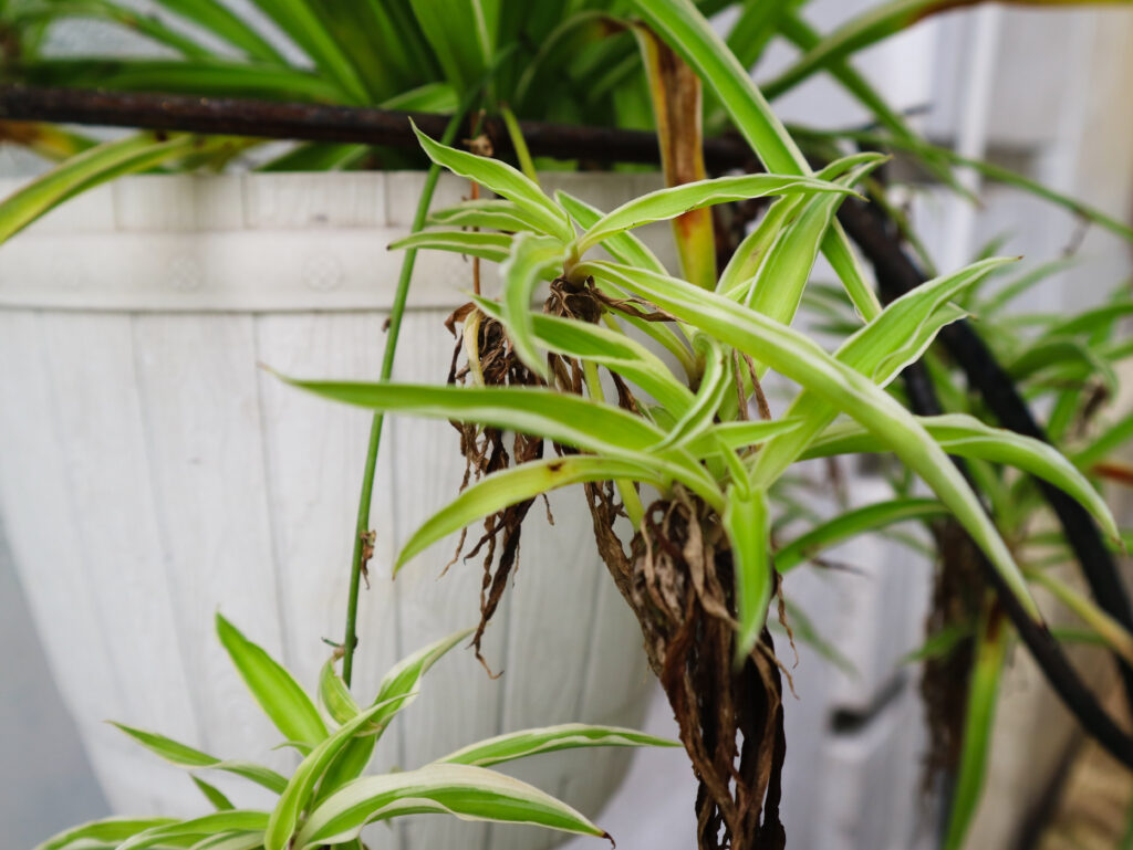 Chlorophytum comosum plant in a detail of outdoor style garden. Spider plant in hanging pot. Ribbon plant.