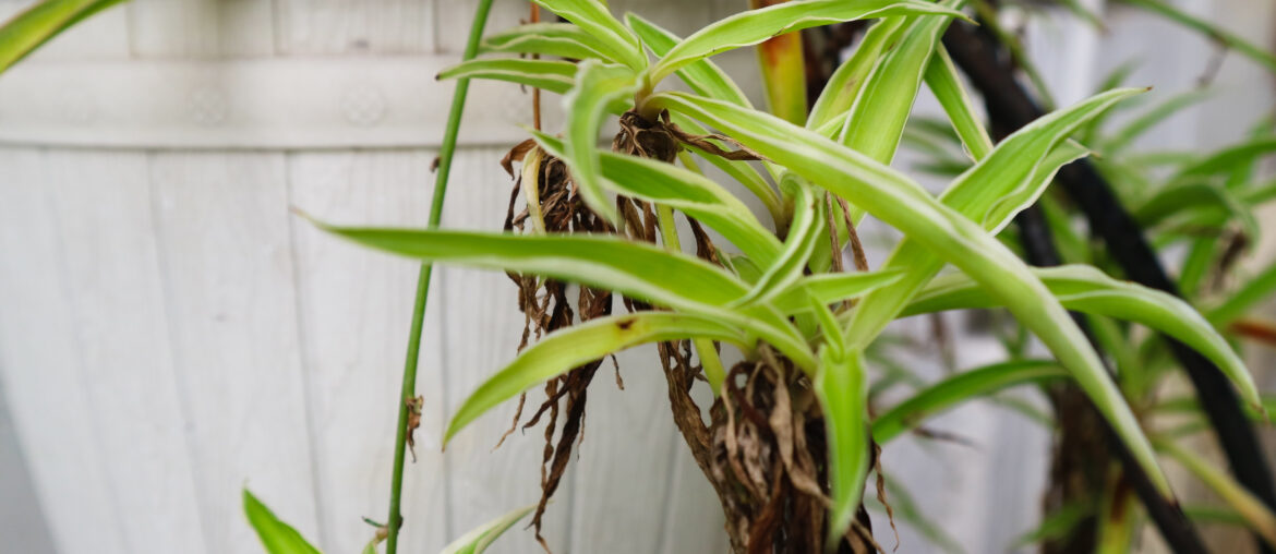 Chlorophytum comosum plant in a detail of outdoor style garden. Spider plant in hanging pot. Ribbon plant.