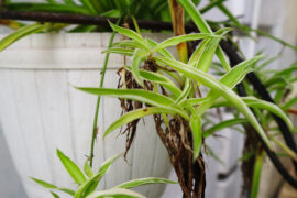 Chlorophytum comosum plant in a detail of outdoor style garden. Spider plant in hanging pot. Ribbon plant.