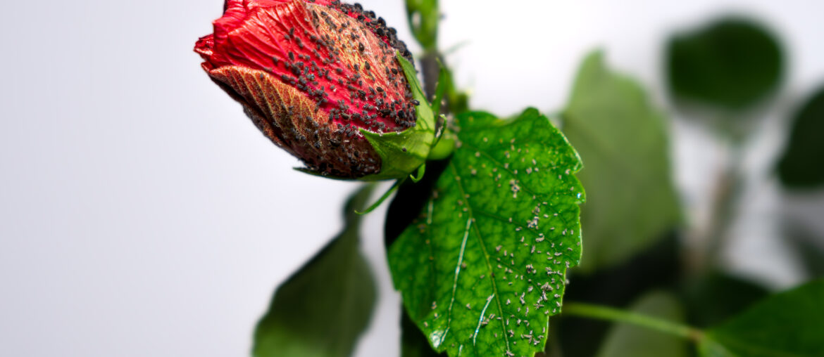 Black aphid invasion on the red hibiscus (Hibiscus rosa-sinensis) bud. Symptoms of the occurrence of Aphids - blackfly.