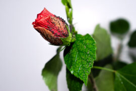 Black aphid invasion on the red hibiscus (Hibiscus rosa-sinensis) bud. Symptoms of the occurrence of Aphids - blackfly.