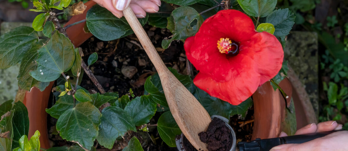 Close-up view of a woman's hands recycling coffee grounds to fertilize a red hibiscus plant