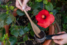 Close-up view of a woman's hands recycling coffee grounds to fertilize a red hibiscus plant