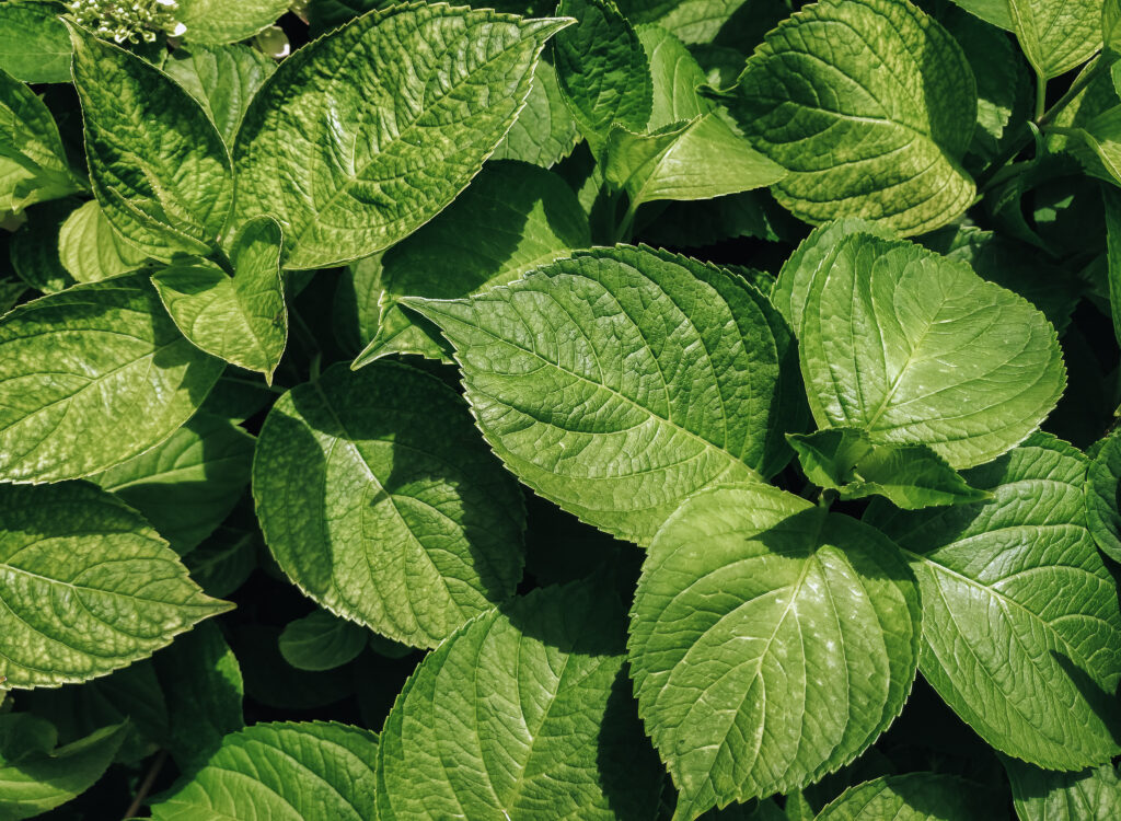 Large green leaves of a hydrangea bush with large rain drops. Natural background.