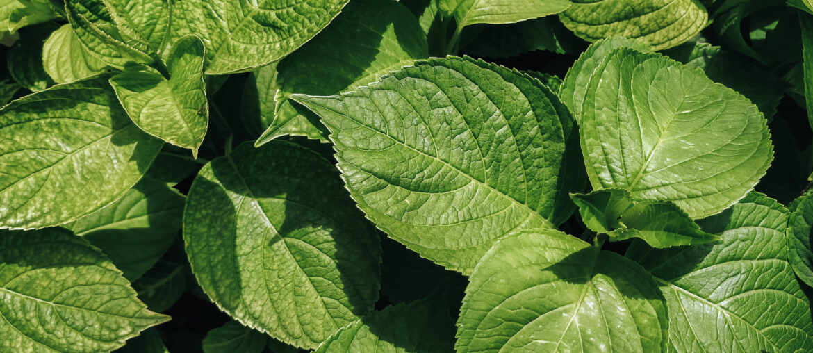 Large green leaves of a hydrangea bush with large rain drops. Natural background.