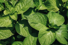 Large green leaves of a hydrangea bush with large rain drops. Natural background.