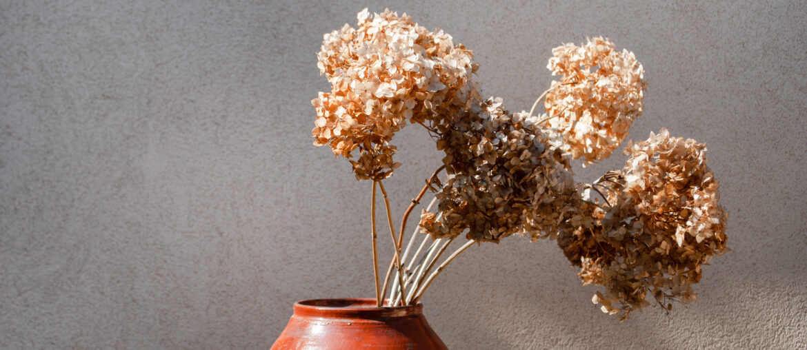 Closeup branch dried hydrangea flowers in a jug or clay vase on the background of stone texture with shadows. Autumn season background concept. Copy space. Space for text