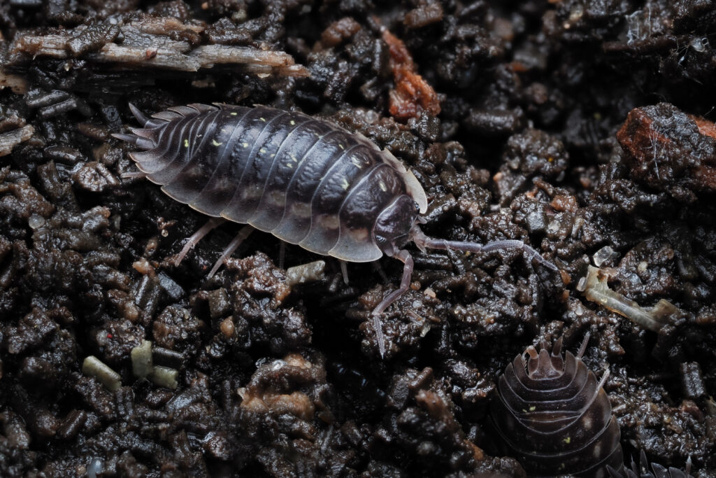 eine Kellerassel krabbelt auf dem Erdboden, Porcellio scaber