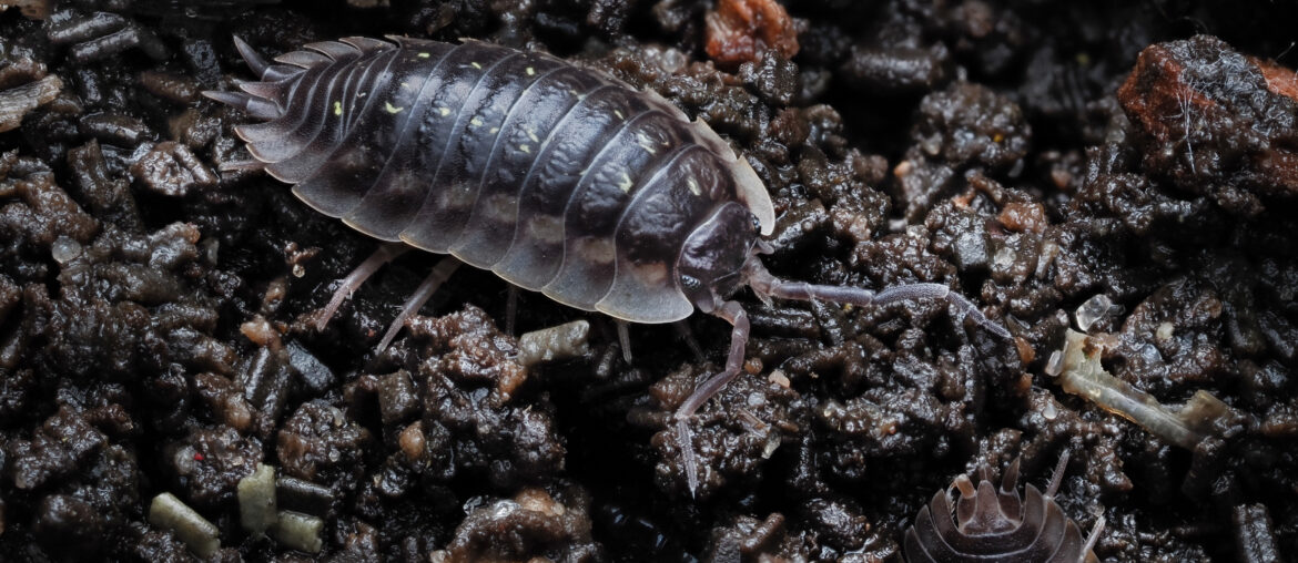 eine Kellerassel krabbelt auf dem Erdboden, Porcellio scaber