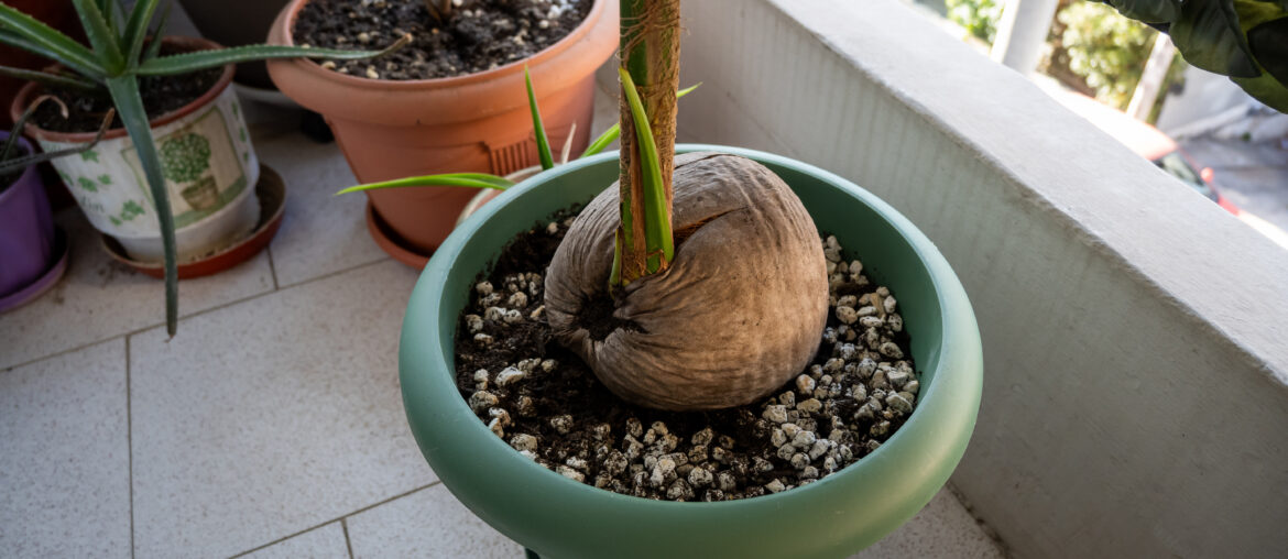 Close up of a coconut in a flower pot.