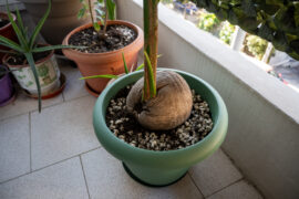 Close up of a coconut in a flower pot.