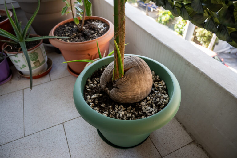 Close up of a coconut in a flower pot.