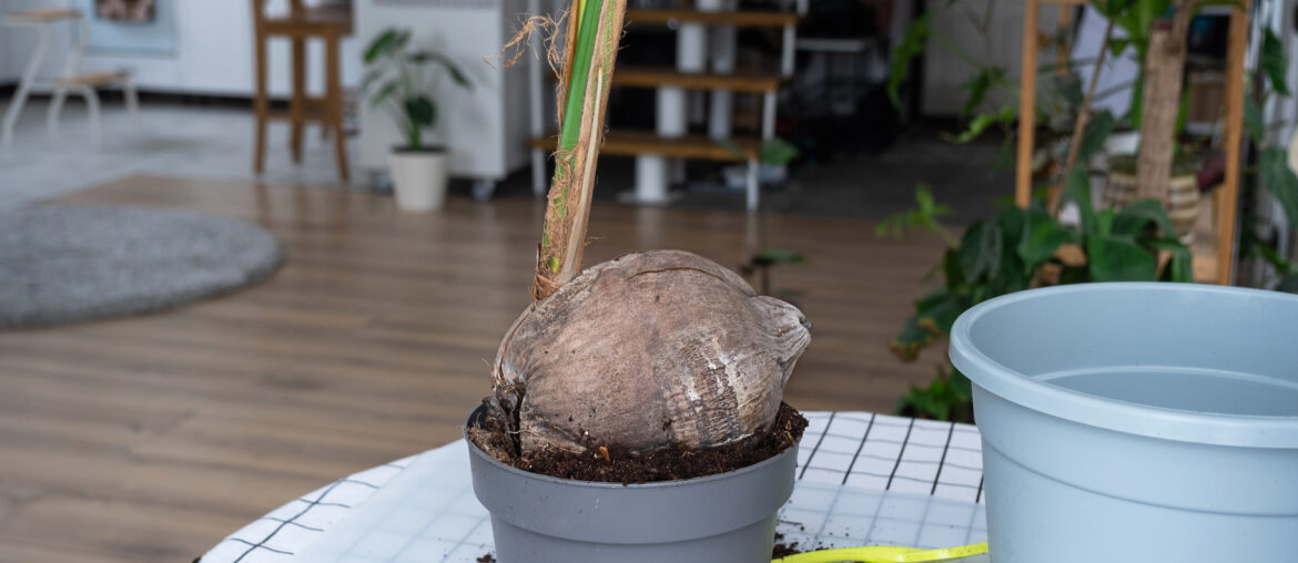 Woman replants a coconut palm nut with a lump of earth and roots in a pot at home in interior. Green house, care and cultivation of tropical plants