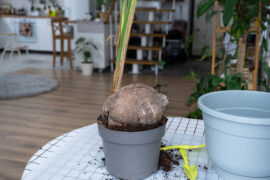 Woman replants a coconut palm nut with a lump of earth and roots in a pot at home in interior. Green house, care and cultivation of tropical plants