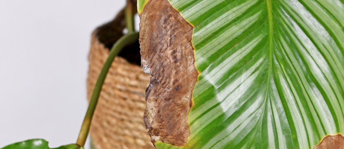 Calathea houseplant leaf with dry brown and yellow leaf spots