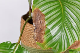 Calathea houseplant leaf with dry brown and yellow leaf spots