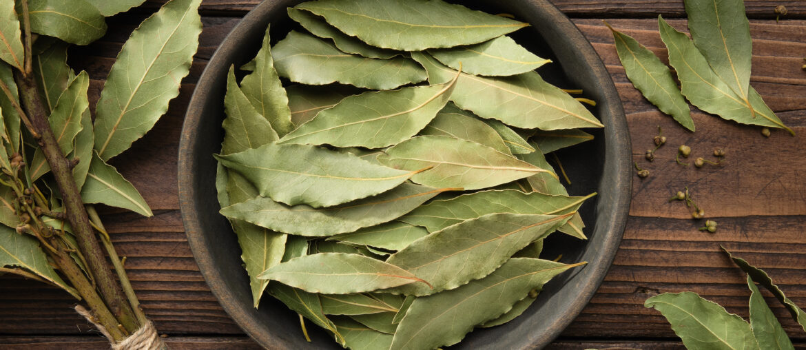 Bowl of dried laurel leaves. Branch of green bay leaves, top view.