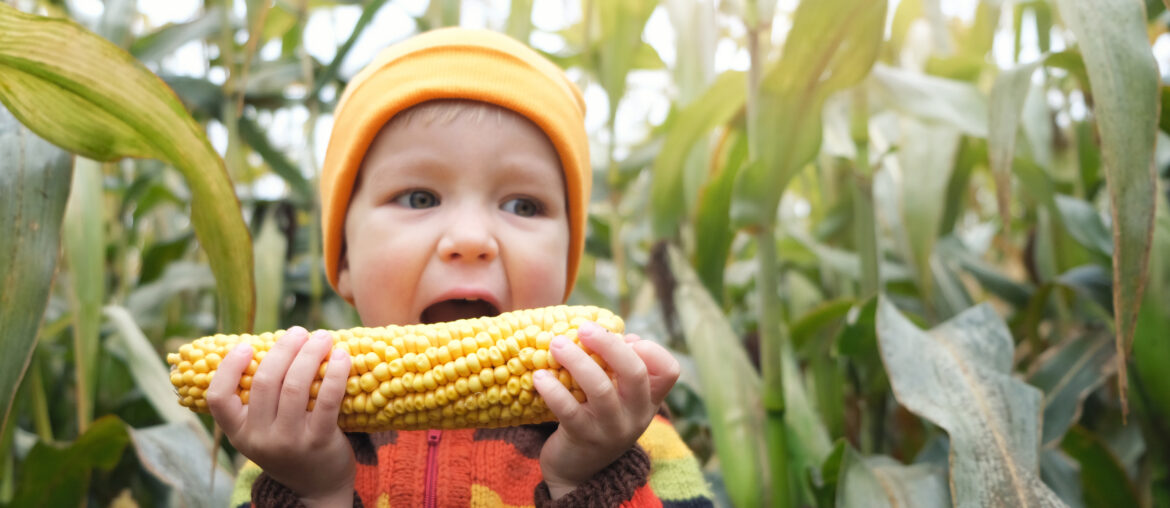 Cute little child boy in colorful knitted sweater funny eating fresh harvested corn cob on cornfield. Happy childhood, autumn mood, plant based vegan food concept.