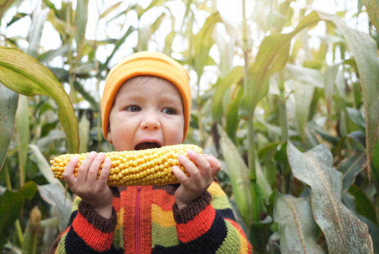 Cute little child boy in colorful knitted sweater funny eating fresh harvested corn cob on cornfield. Happy childhood, autumn mood, plant based vegan food concept.