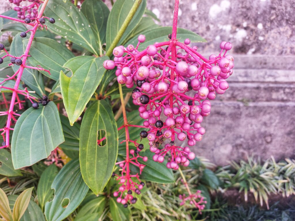 Trijata Plant (Parijoto; Parijata) or (Medinilla speciosa). This fruit is rich in antioxidants, flavonoids, saponins, tannins, terpenoids, to beta carotene.