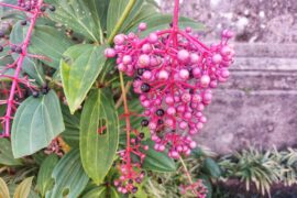 Trijata Plant (Parijoto; Parijata) or (Medinilla speciosa). This fruit is rich in antioxidants, flavonoids, saponins, tannins, terpenoids, to beta carotene.