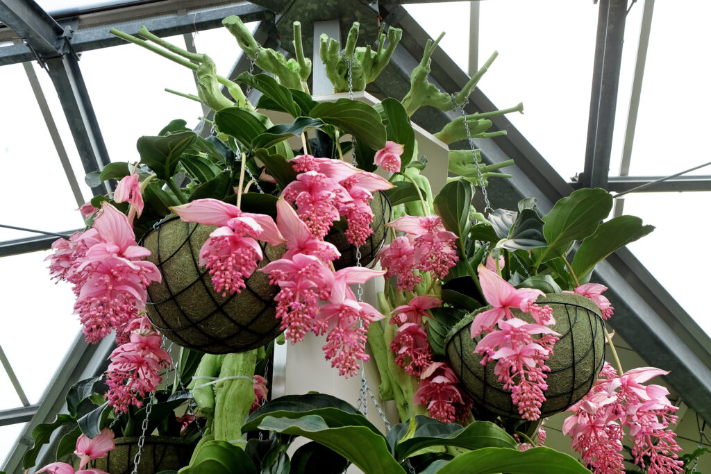 Flowering  medinilla magnifica