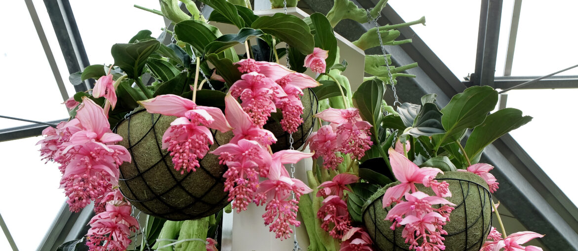 Flowering  medinilla magnifica