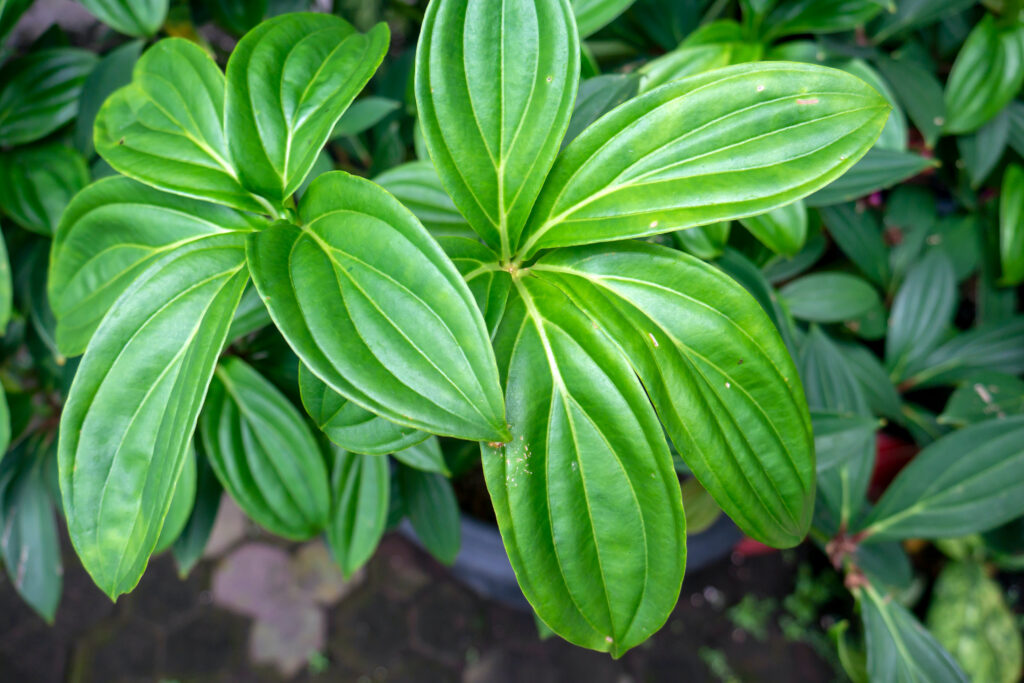 Parijoto leaves (Medinilla speciosa) in shallow focus