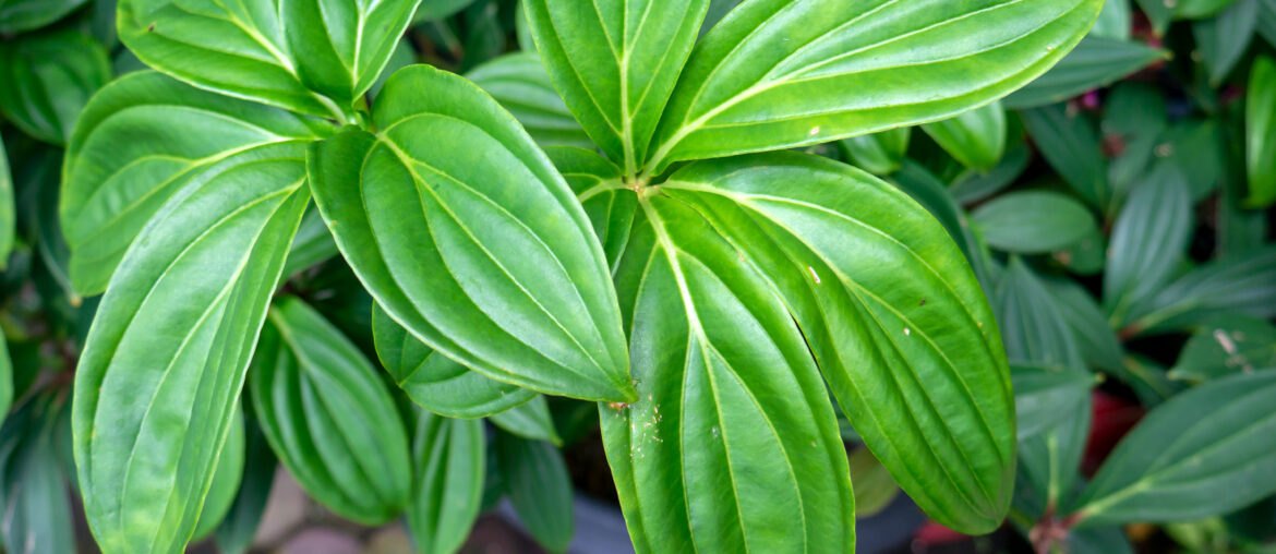 Parijoto leaves (Medinilla speciosa) in shallow focus