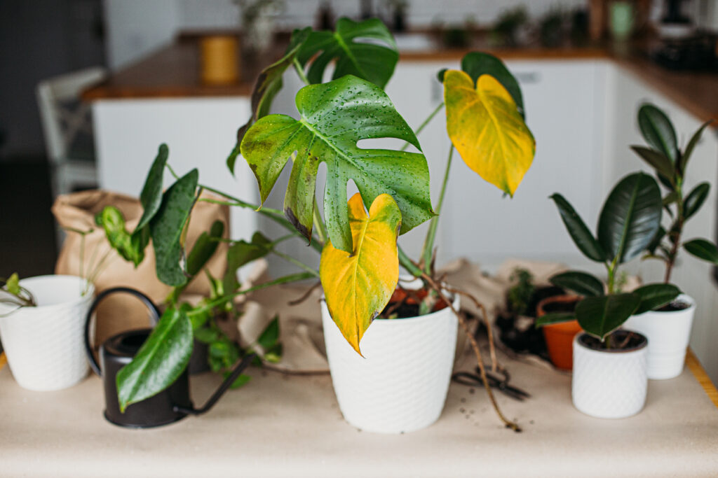 Sick monstera plant with yellow leaves