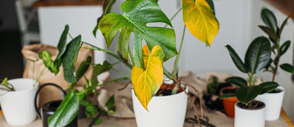 Sick monstera plant with yellow leaves