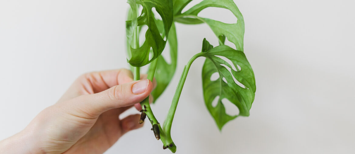 A piece of monstera monkey mask cut of for propagation in water