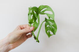 A piece of monstera monkey mask cut of for propagation in water