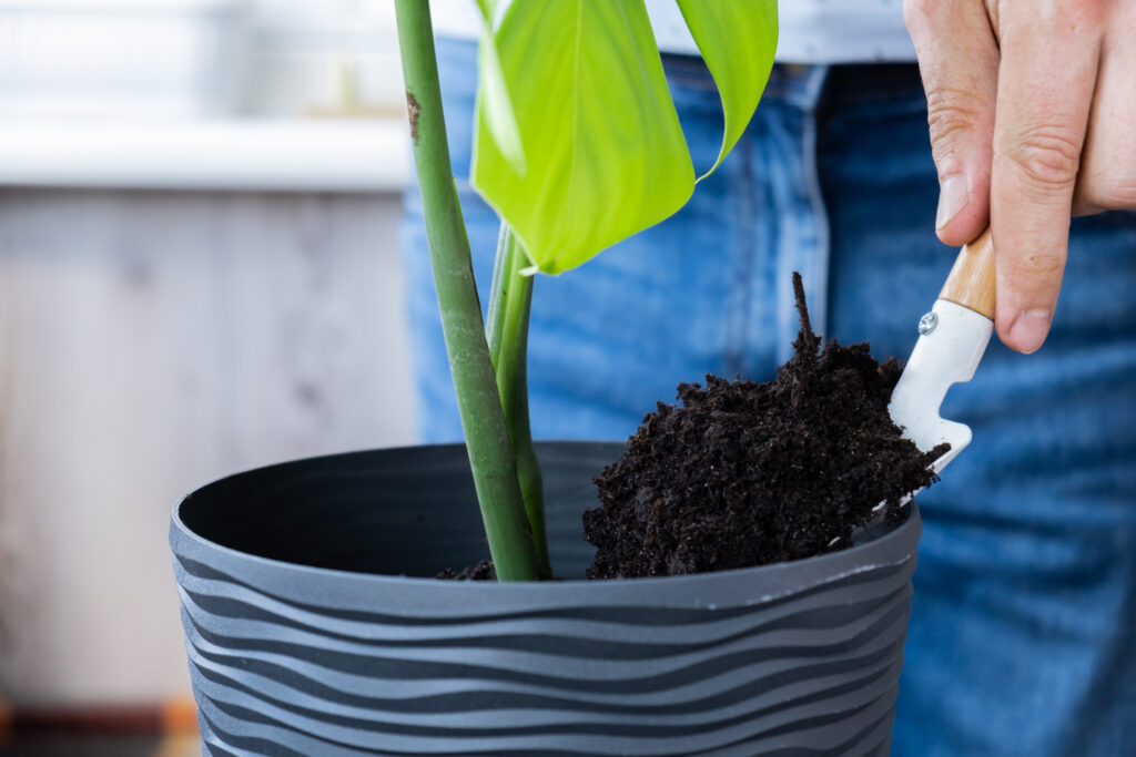 Transplanting home potted plant monstera into new pot. Waking Up Indoor Plants. Replant in new ground, male hands caring for tropical plant, sustainability and environment