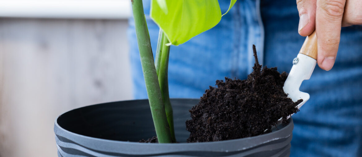 Transplanting home potted plant monstera into new pot. Waking Up Indoor Plants. Replant in new ground, male hands caring for tropical plant, sustainability and environment