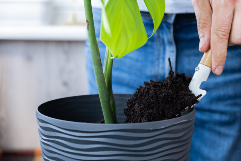 Transplanting home potted plant monstera into new pot. Waking Up Indoor Plants. Replant in new ground, male hands caring for tropical plant, sustainability and environment